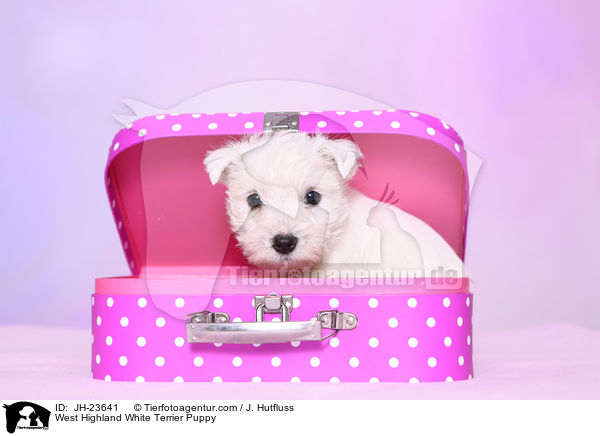 West Highland White Terrier Welpe / West Highland White Terrier Puppy / JH-23641