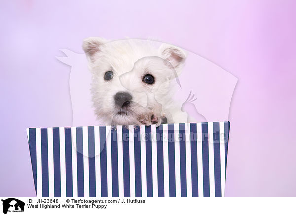 West Highland White Terrier Welpe / West Highland White Terrier Puppy / JH-23648