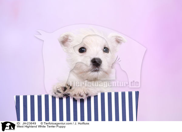 West Highland White Terrier Welpe / West Highland White Terrier Puppy / JH-23649