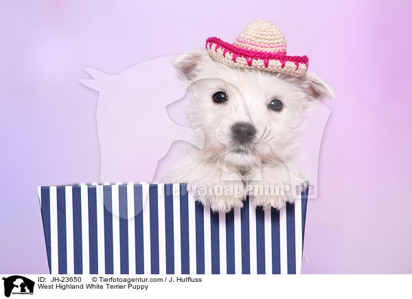 West Highland White Terrier Welpe / West Highland White Terrier Puppy / JH-23650