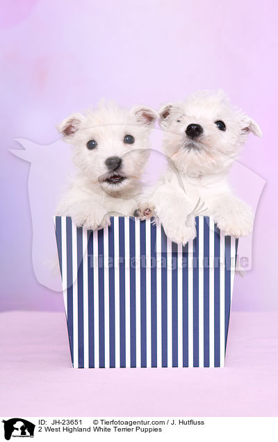 2 West Highland White Terrier Welpen / 2 West Highland White Terrier Puppies / JH-23651