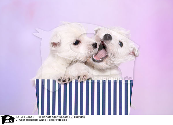 2 West Highland White Terrier Welpen / 2 West Highland White Terrier Puppies / JH-23658