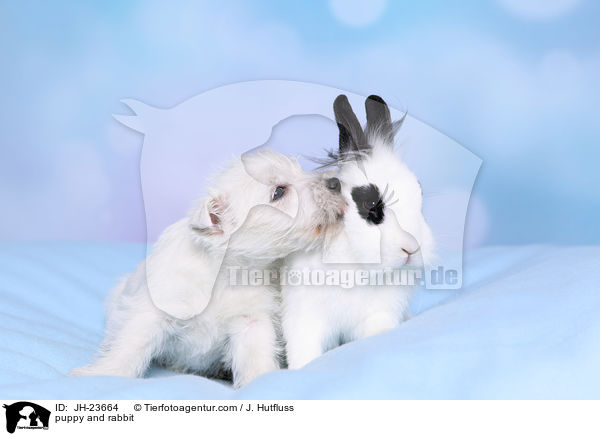 Welpe und Kaninchen / puppy and rabbit / JH-23664