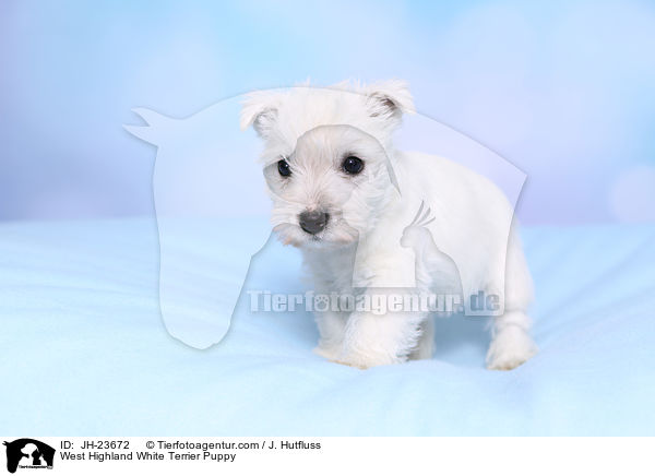 West Highland White Terrier Welpe / West Highland White Terrier Puppy / JH-23672