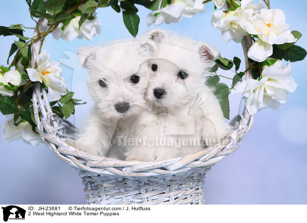 2 West Highland White Terrier Welpen / 2 West Highland White Terrier Puppies / JH-23681