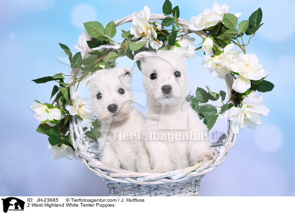 2 West Highland White Terrier Welpen / 2 West Highland White Terrier Puppies / JH-23685