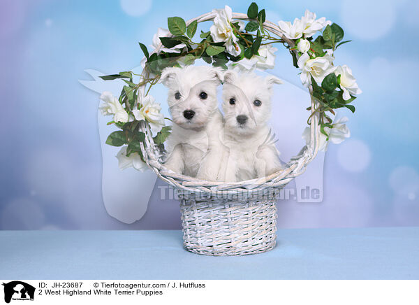 2 West Highland White Terrier Welpen / 2 West Highland White Terrier Puppies / JH-23687