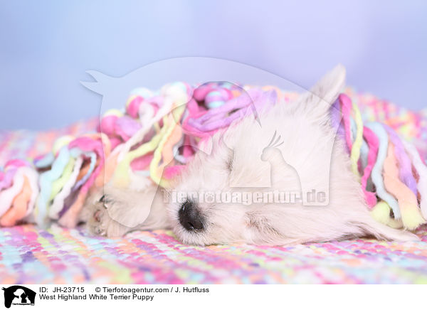 West Highland White Terrier Welpe / West Highland White Terrier Puppy / JH-23715