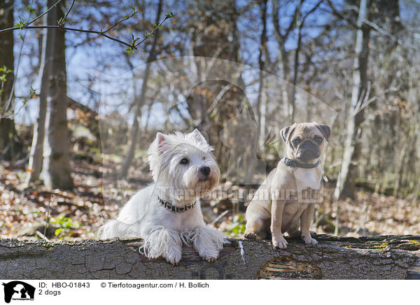 2 Hunde / 2 dogs / HBO-01843