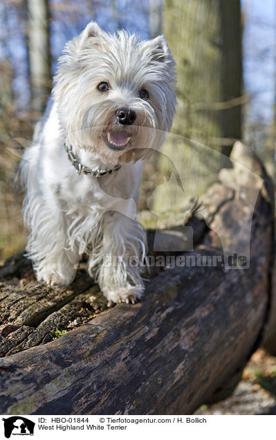 West Highland White Terrier / West Highland White Terrier / HBO-01844
