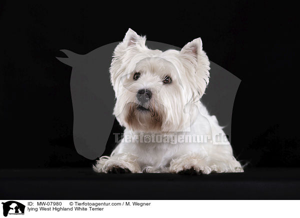 liegender West Highland White Terrier / lying West Highland White Terrier / MW-07980