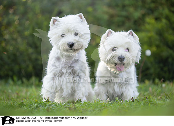 sitzender West Highland White Terrier / sitting West Highland White Terrier / MW-07992