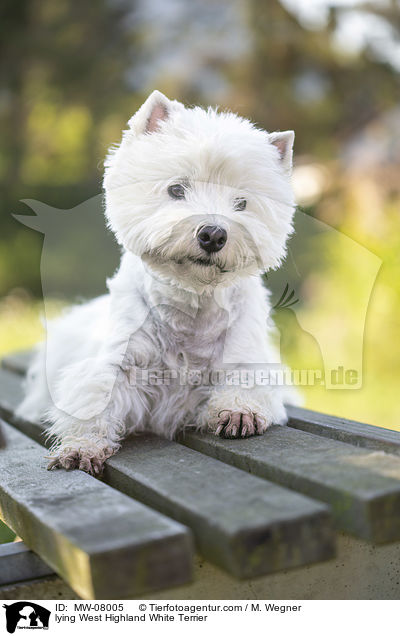 liegender West Highland White Terrier / lying West Highland White Terrier / MW-08005