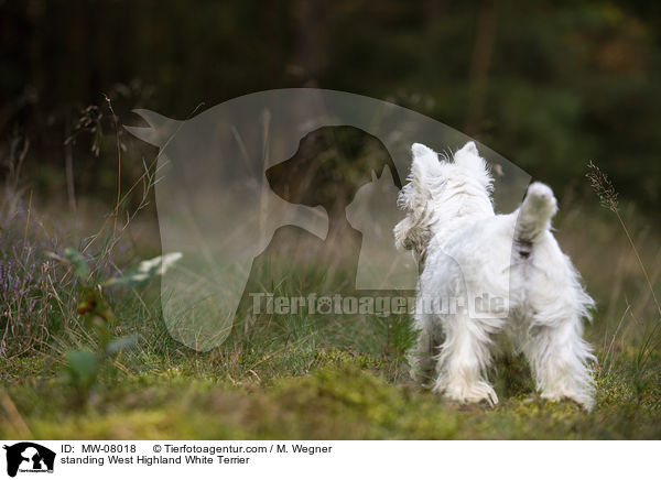 stehender West Highland White Terrier / standing West Highland White Terrier / MW-08018