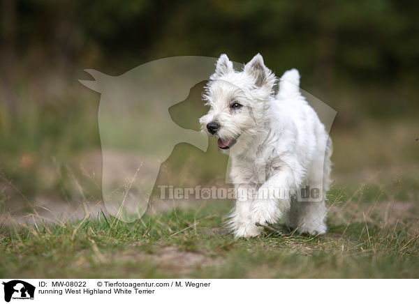 rennender West Highland White Terrier / running West Highland White Terrier / MW-08022