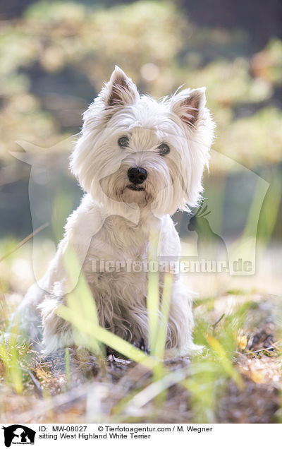 sitzender West Highland White Terrier / sitting West Highland White Terrier / MW-08027