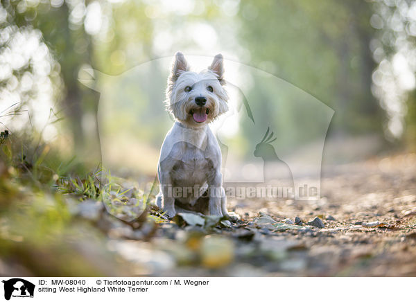 sitzender West Highland White Terrier / sitting West Highland White Terrier / MW-08040