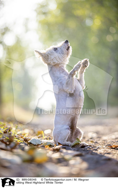 sitzender West Highland White Terrier / sitting West Highland White Terrier / MW-08046