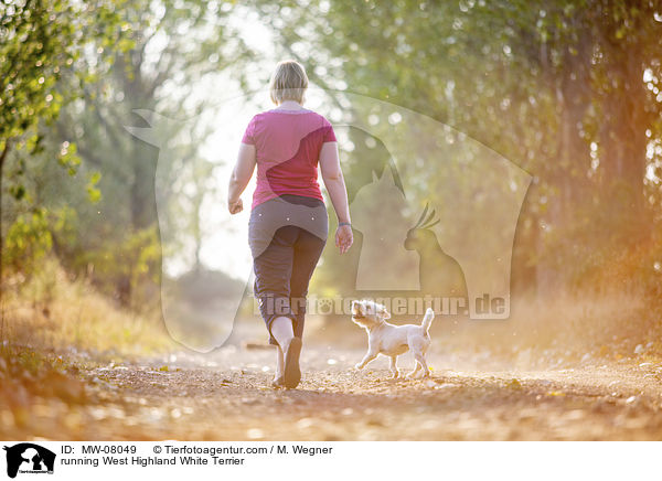 rennender West Highland White Terrier / running West Highland White Terrier / MW-08049