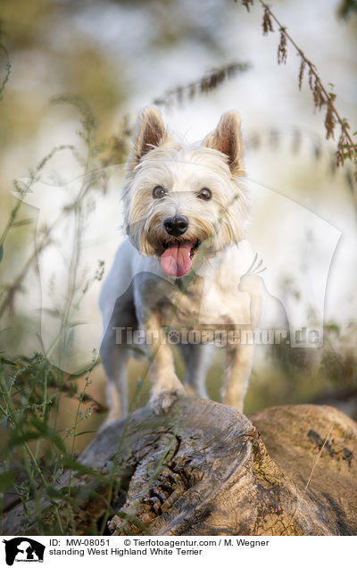 stehender West Highland White Terrier / standing West Highland White Terrier / MW-08051