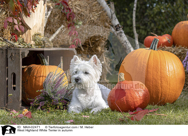 West Highland White Terrier im Herbst / West Highland White Terrier in autumn / MAH-02471