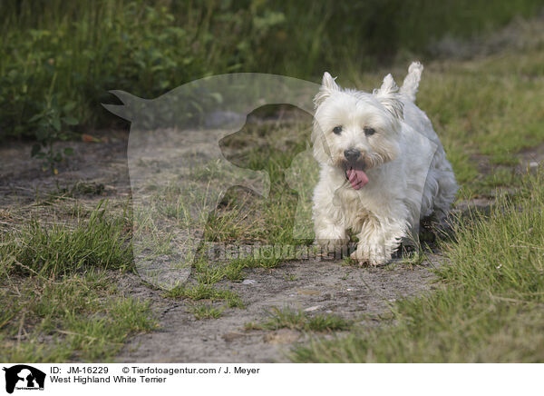 West Highland White Terrier / West Highland White Terrier / JM-16229