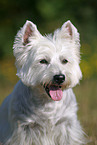 West Highland White Terrier Portrait