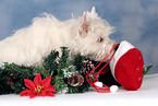 West Highland White Terrier puppy at christmas