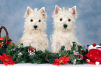 West Highland White Terrier puppies at christmas