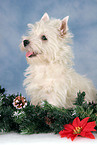 West Highland White Terrier puppy at christmas