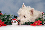 West Highland White Terrier puppy at christmas