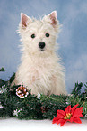 West Highland White Terrier puppy at christmas