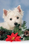 West Highland White Terrier puppy at christmas