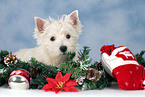 West Highland White Terrier puppy at christmas