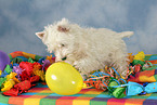 West Highland White Terrier puppy