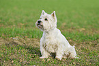 sitting West Highland White Terrier