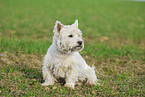 sitting West Highland White Terrier