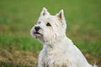 West Highland White Terrier Portrait