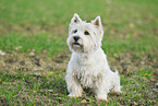 sitting West Highland White Terrier