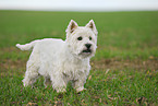 West Highland White Terrier