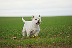 West Highland White Terrier