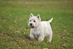 walking West Highland White Terrier