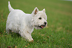 walking West Highland White Terrier