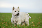 West Highland White Terrier