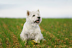 sitting West Highland White Terrier