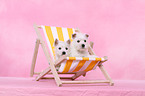 West Highland White Terrier Puppies