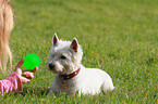 lying West Highland White Terrier