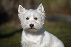 West Highland White Terrier
