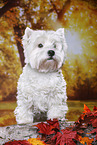 standing West Highland White Terrier