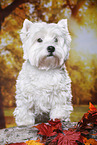 standing West Highland White Terrier